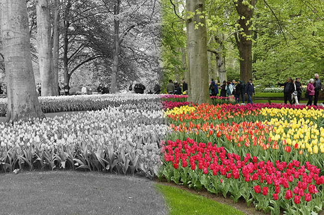 Keukenhof